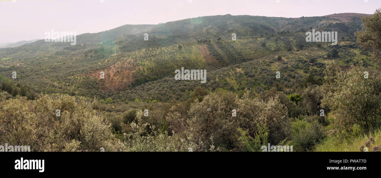 Panoramablick auf die natürlichen aufgegebenen Olivenhaine von oben ansehen. Stockfoto