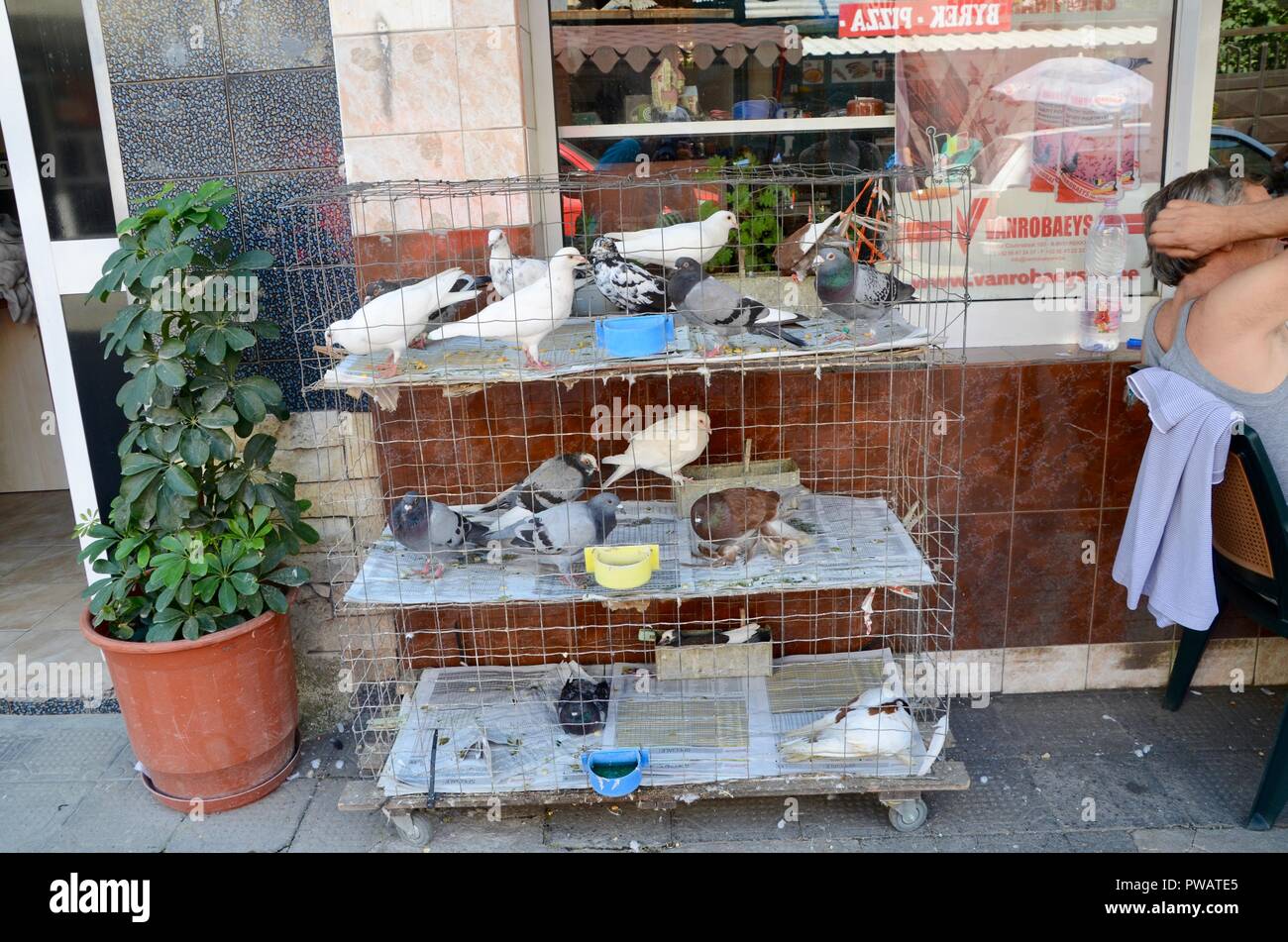 Vögel zum Verkauf an rruga Shyqyri Bërxolli Open-Air-Markt Tirana Albanien Stockfoto