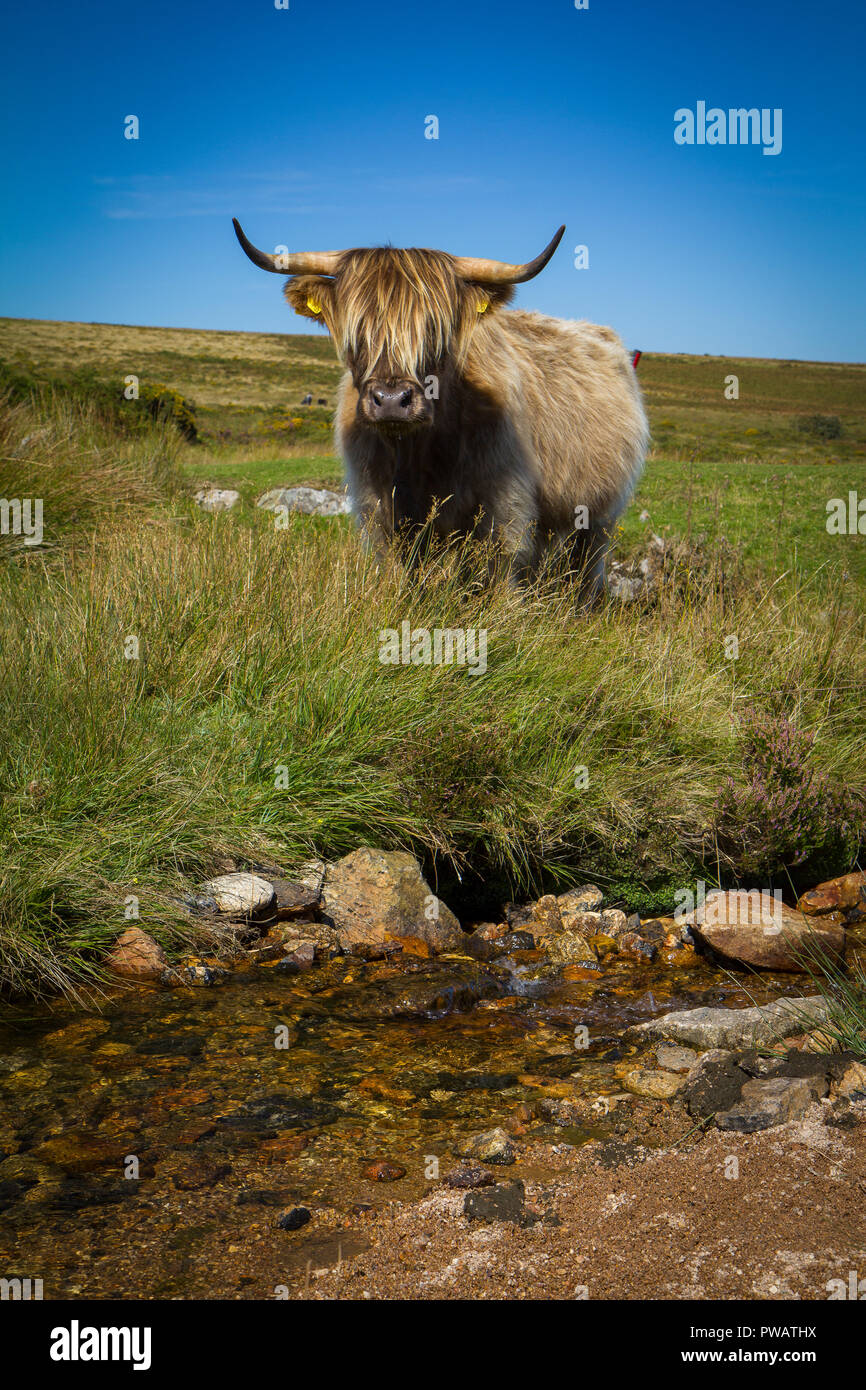 Schottisches Hochlandrind Kuh in Dartmoor Stockfoto