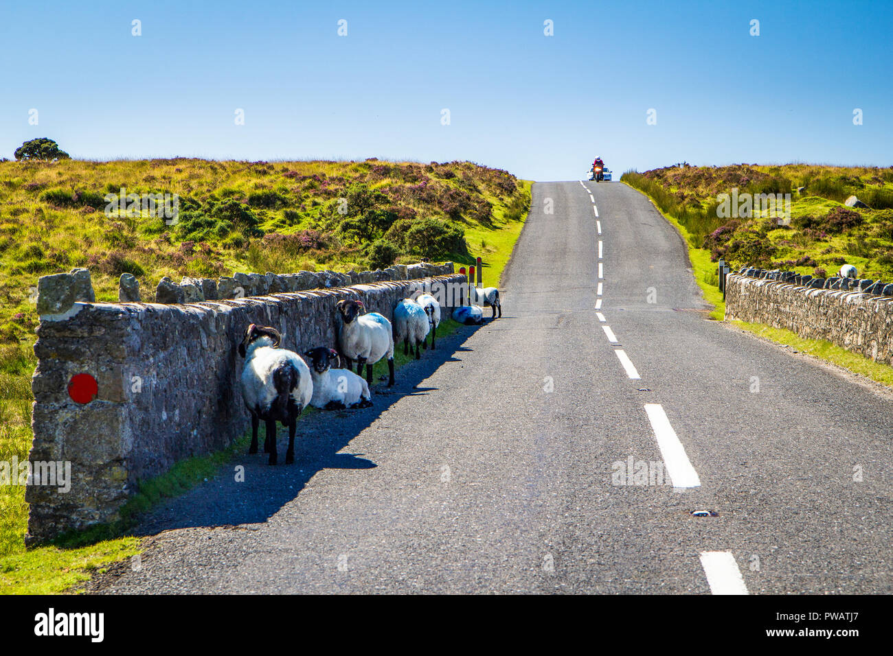 Scottish blackface Schaf in Dartmoor auf der Suche nach Schatten während einer Hitzewelle im Sommer Stockfoto