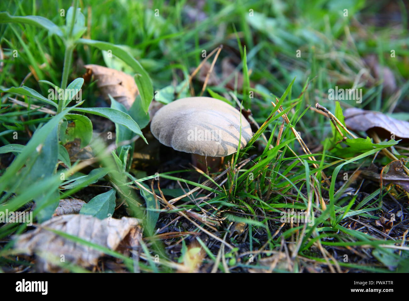 Wilde Pilze im Herbst Stockfoto