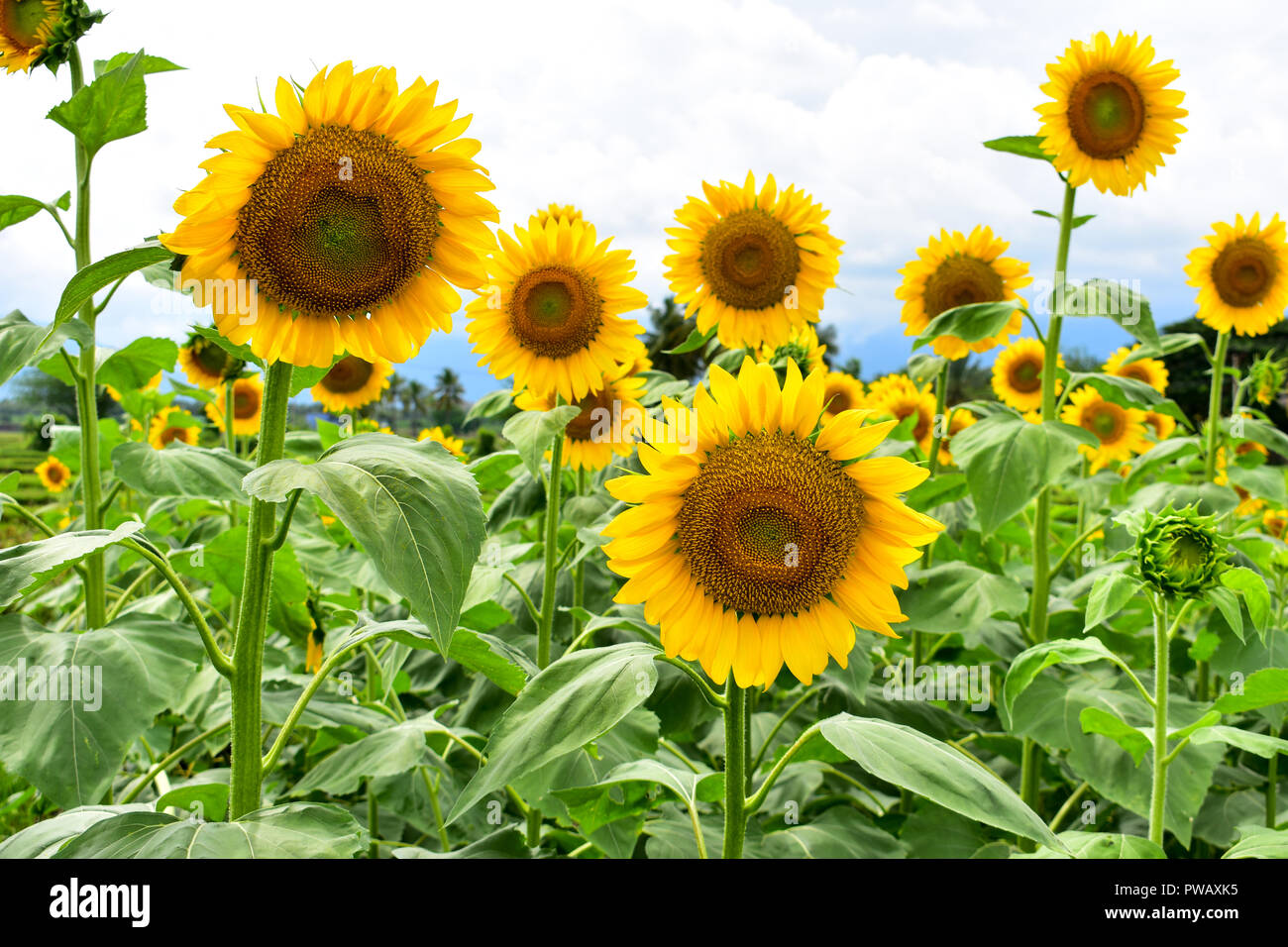 Sonnenblumen in der Blüte während der Tageszeit Stockfoto