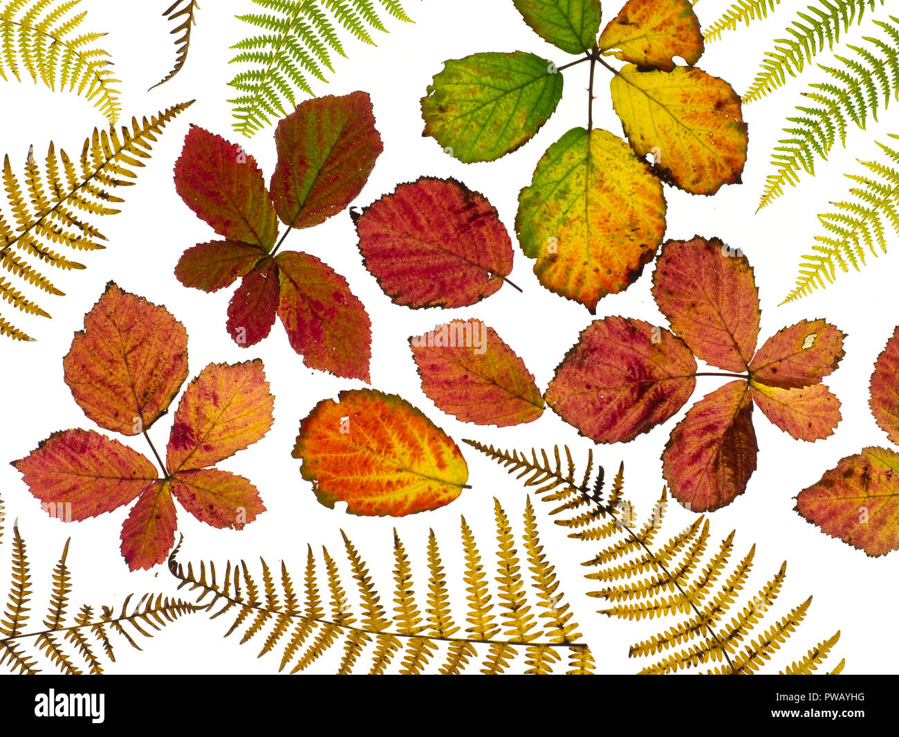 Dornbusch Blätter Rubus fruticosus und Adlerfarn Wedel, die Veränderung der Farben im Herbst Stockfoto