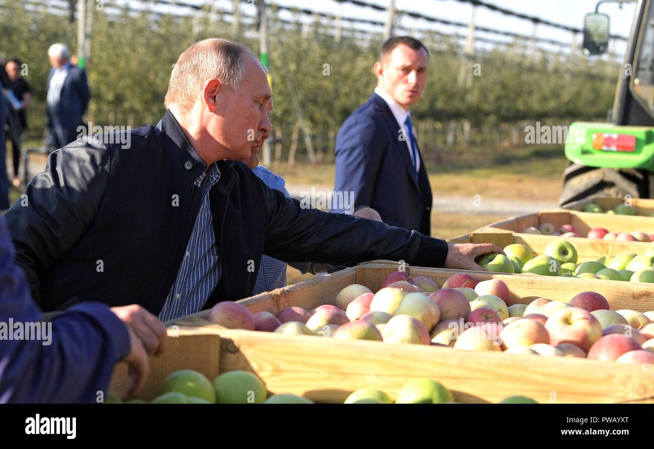 Der russische Präsident Wladimir Putin wird untersucht, frisch Äpfel während einer Tour der Rassvet landwirtschaftliche Firma Oktober 9, 2018 in Georgiyevskaya, Stawropol, Russland abgeholt. Stockfoto