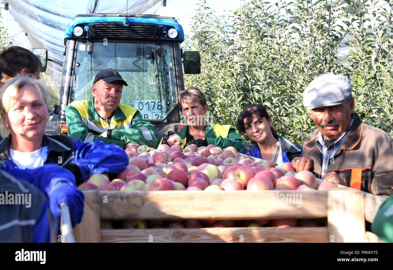 Russische Landarbeiter stehen um ein Fach von frisch geernteten Äpfel am Rassvet landwirtschaftliche Firma Oktober 9, 2018 in Georgiyevskaya, Stawropol, Russland. Der russische Präsident Wladimir Putin tourte die Möglichkeit, während einer Reise nach Süden Russlands Landwirtschaft und landwirtschaftliche Produktion zu diskutieren. Stockfoto