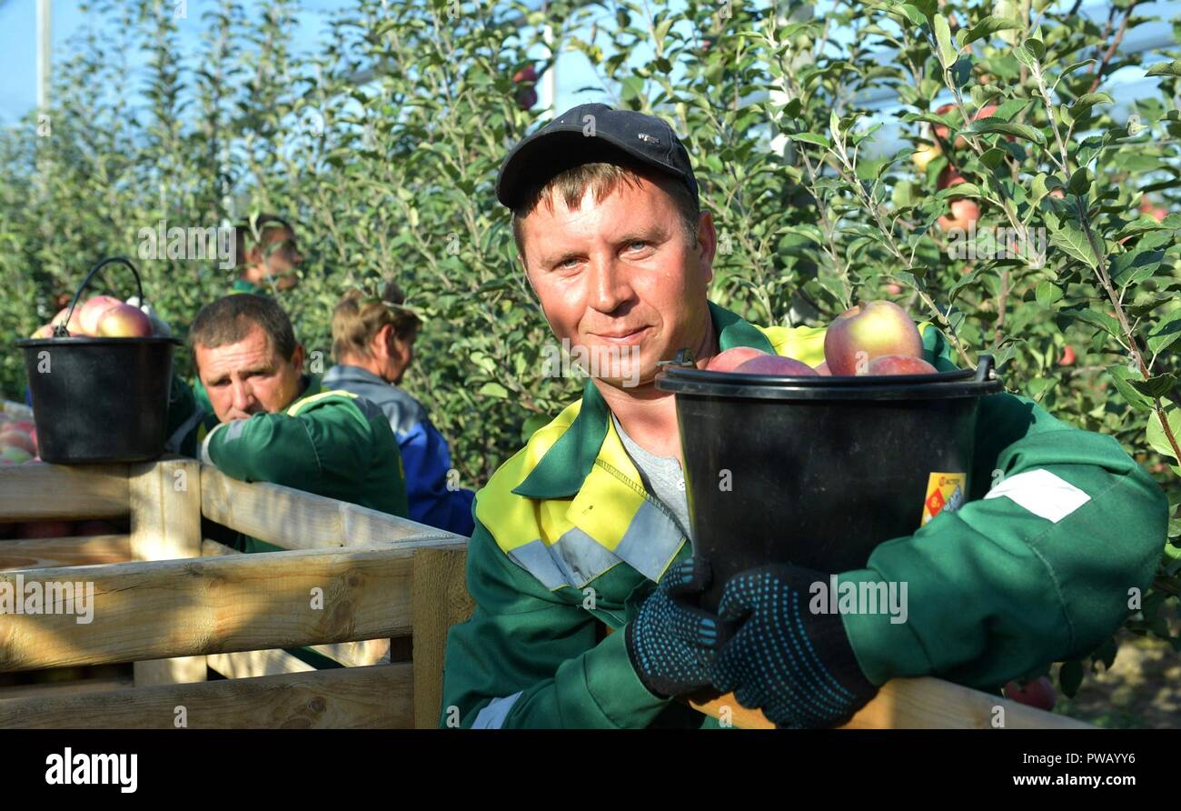 Eine russische Landarbeiter holt Äpfel am Rassvet landwirtschaftliche Firma Oktober 9, 2018 in Georgiyevskaya, Stawropol, Russland. Der russische Präsident Wladimir Putin tourte die Möglichkeit, während einer Reise nach Süden Russlands Landwirtschaft und landwirtschaftliche Produktion zu diskutieren. Stockfoto