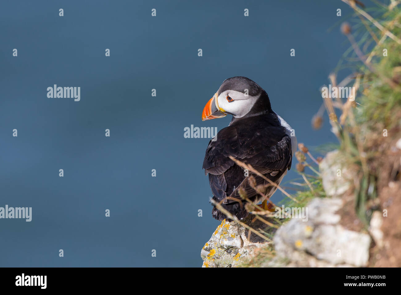 Rückansicht Nahaufnahme des wilden UK Papageientaucher Seevögels (Fraterkula Arctica) isoliert, auf Küstenklippe Kante, Bempton, blaues Meer Hintergrund thront. Papageientaucher Schnabel. Stockfoto