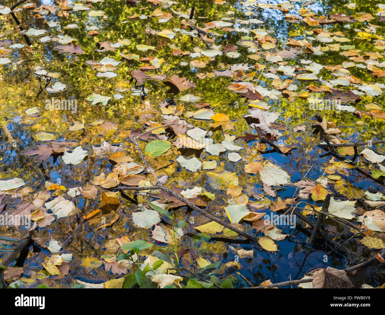 Herbst Laub auf die Wasseroberfläche ein See/Teich. Stockfoto