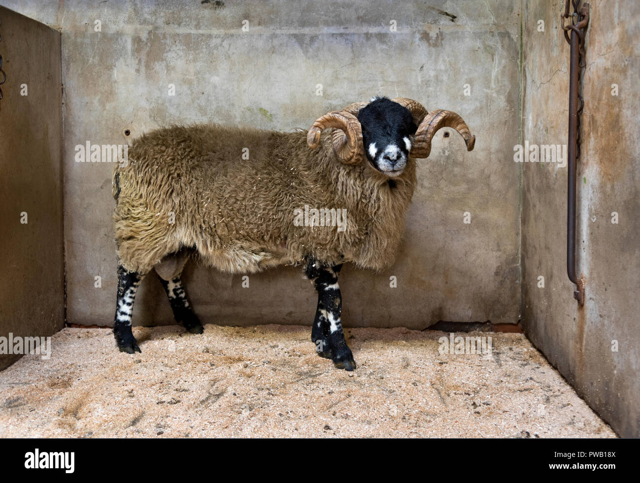 Eine Dalesbred Ram, jährliche Erscheinen und den Verkauf von Dalesbred Widder, Bentham Auktion Mart, North Yorkshire, Großbritannien Stockfoto