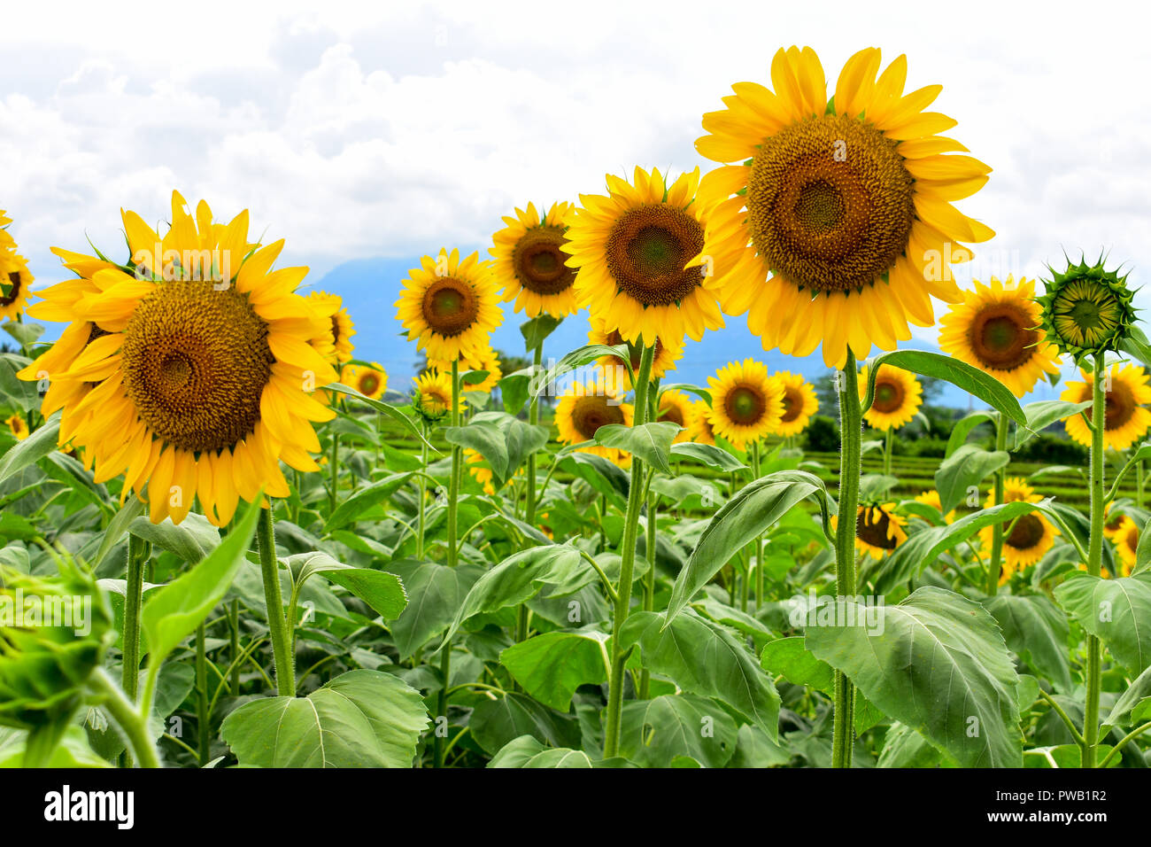 Sonnenblumen in der Blüte während der Tageszeit Stockfoto