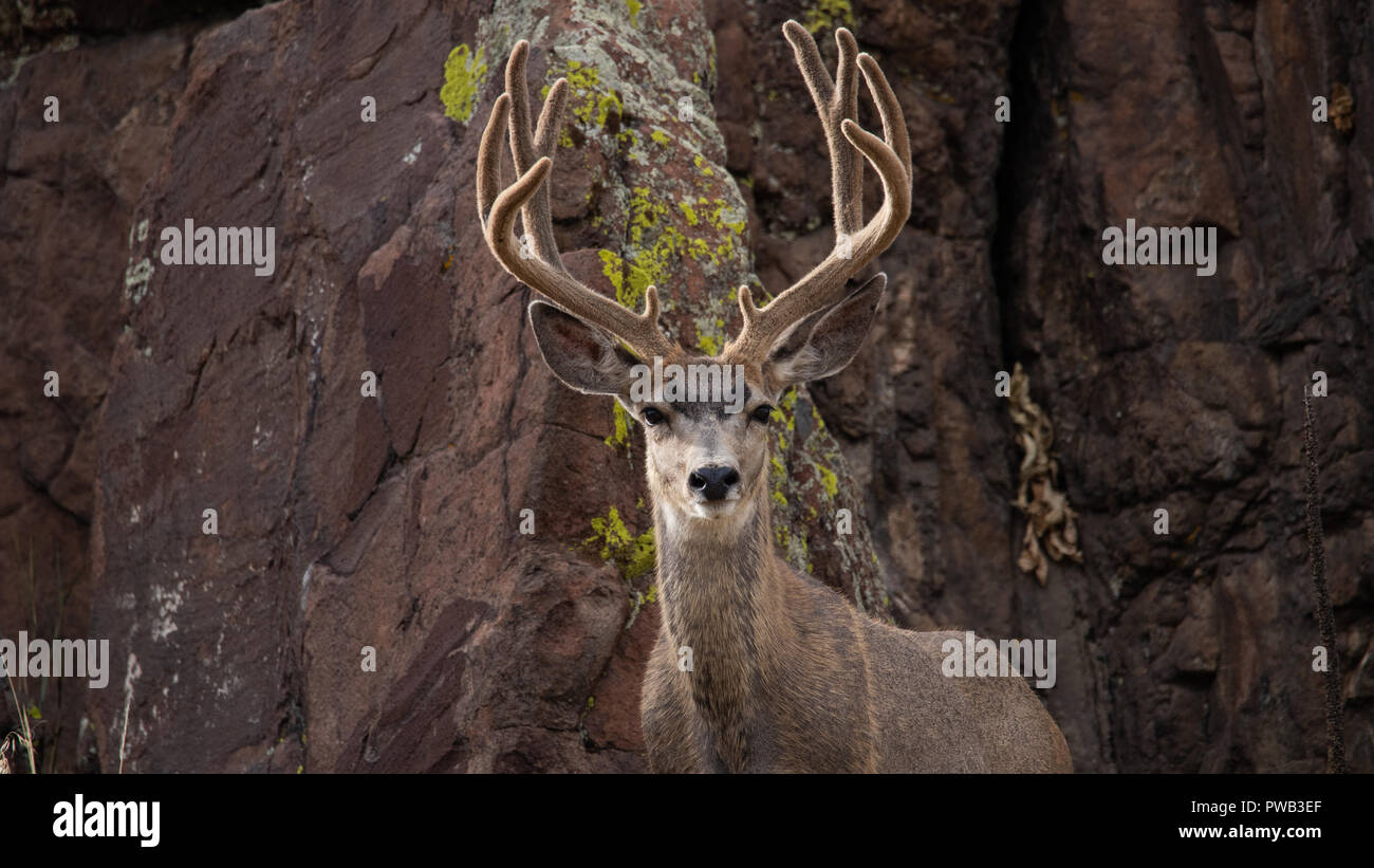 Rehe, Odocoileus hemionus, volle samt Jefferson County Buck, Colorado USA Stockfoto
