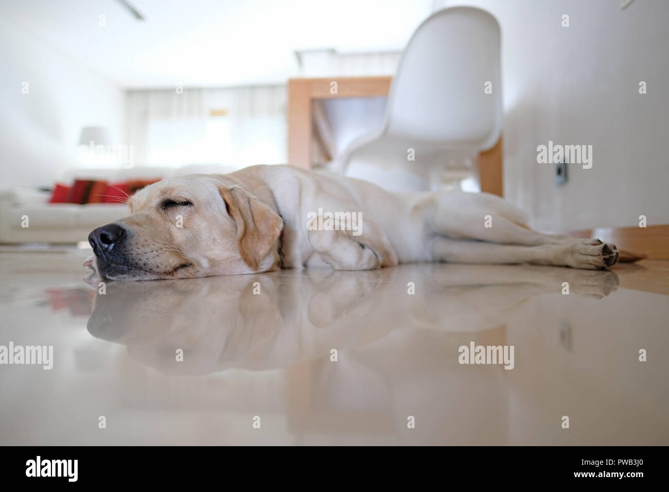 Gelbe Labrador Retriever auf dem Boden schlafen zu Hause Stockfoto