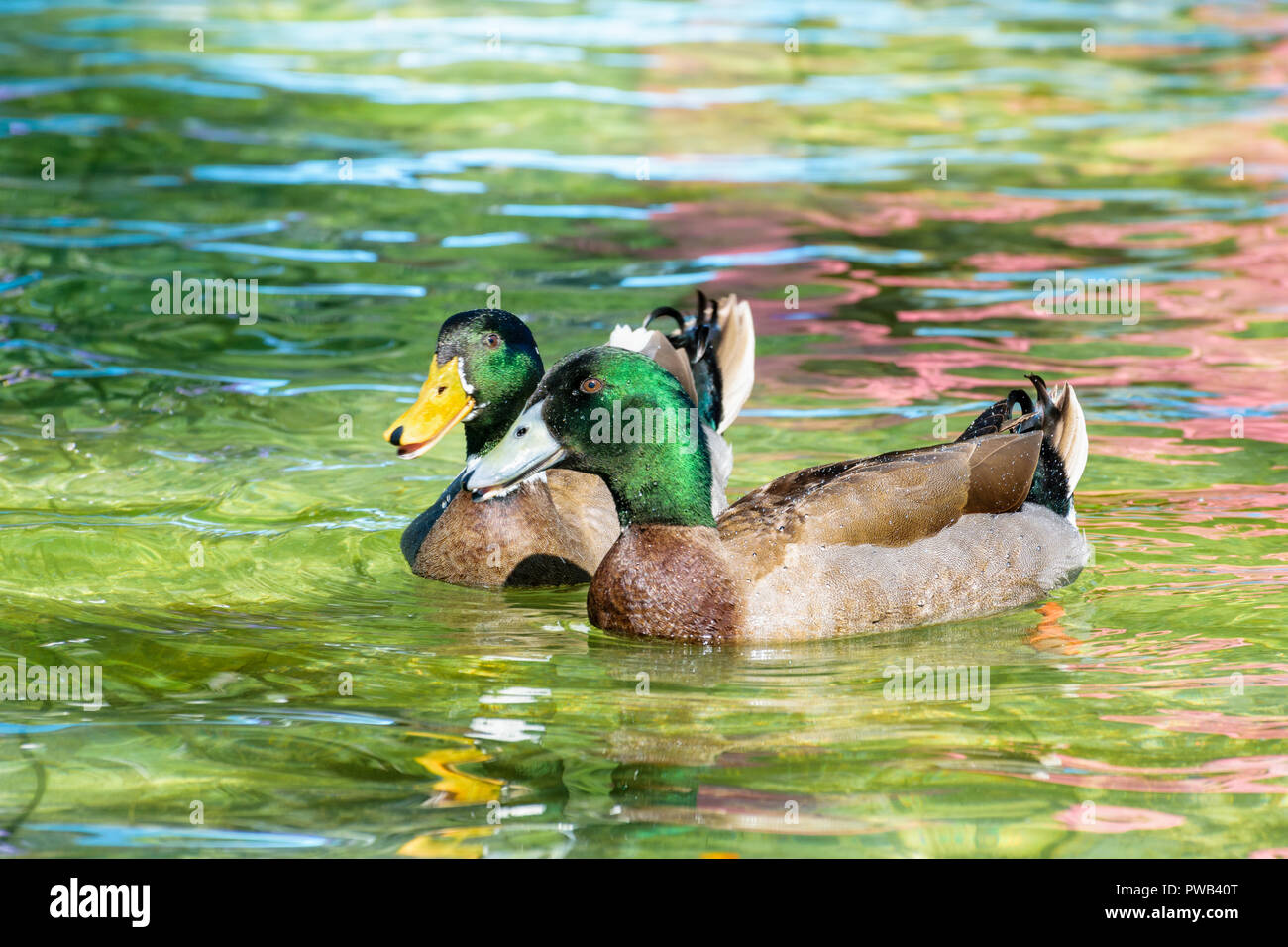 Stockente oder Anas Platyrhynchos, Wild Duck wurde eingeführt als Haustier ist ein buntes mit grünem Kopf schwimmt auf der Oberfläche des klaren Wassers glücklich Stockfoto