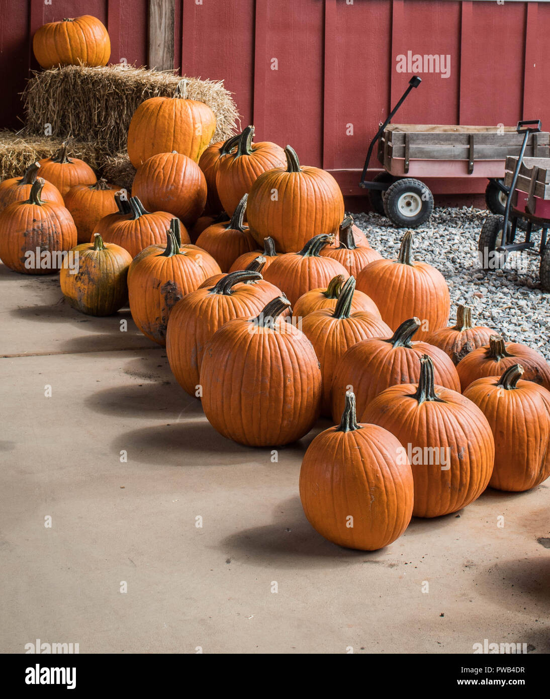 Geerntet orange Kürbisse ihre Auswahl erwarten vom Kürbis Markt, Gainesville, Georgia, USA Stockfoto