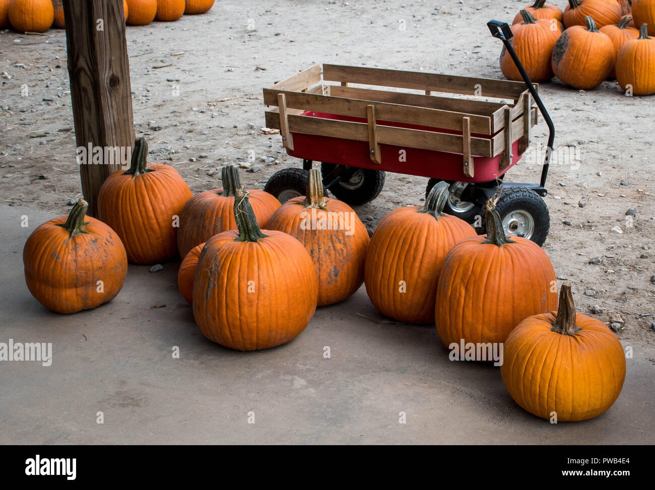 Geerntet orange Kürbisse ihre Auswahl erwarten vom Kürbis Markt, Gainesville, Georgia, USA Stockfoto