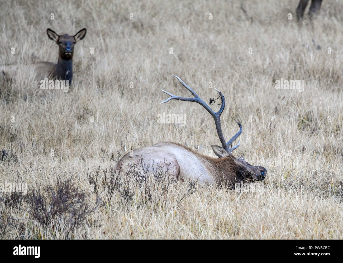 10.Oktober 2018: Ein Stier elk breitet seine Duft in ein wälzen Sie sich während Ihrer jährlichen Paarungszeit innerhalb des Rocky Mountain National Park in Colorado Albert Pena/CSM Stockfoto