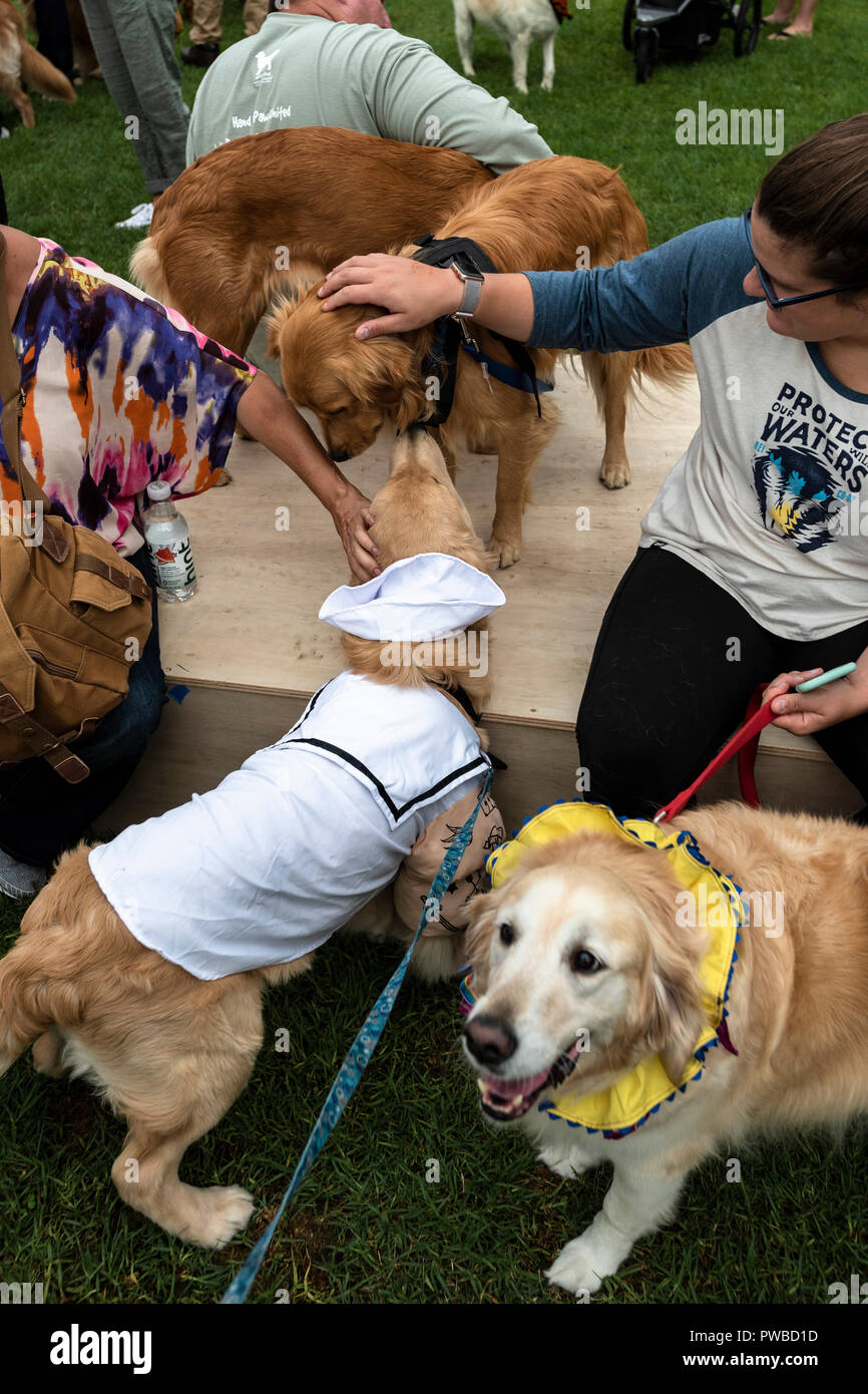 Huntington Beach, USA. 14 Okt, 2018. Huntington Beach, CA. Hunderte von Golden Retriever sammeln an der Huntington Central Park für das 2. jährliche Goldie Palooza Ereignis, wovon rettet in der Gegend von Los Angeles und Puerto Rico am Sonntag, 14. Oktober 2018. Credit: Benjamin Ginsberg/Alamy leben Nachrichten Stockfoto