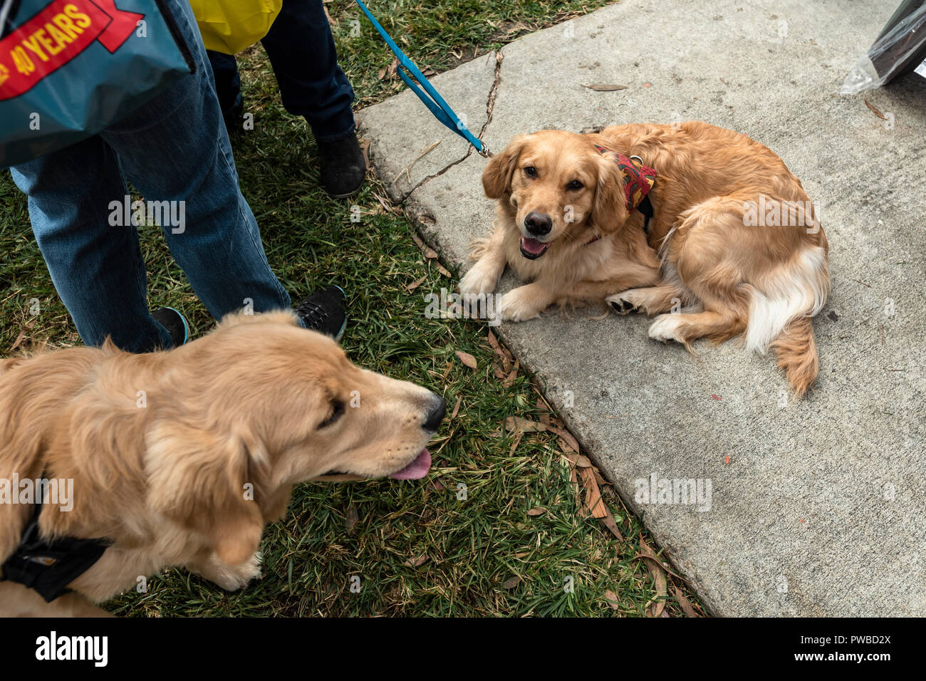 Huntington Beach, USA. 14 Okt, 2018. Huntington Beach, CA. Hunderte von Golden Retriever sammeln an der Huntington Central Park für das 2. jährliche Goldie Palooza Ereignis, wovon rettet in der Gegend von Los Angeles und Puerto Rico am Sonntag, 14. Oktober 2018. Credit: Benjamin Ginsberg/Alamy leben Nachrichten Stockfoto