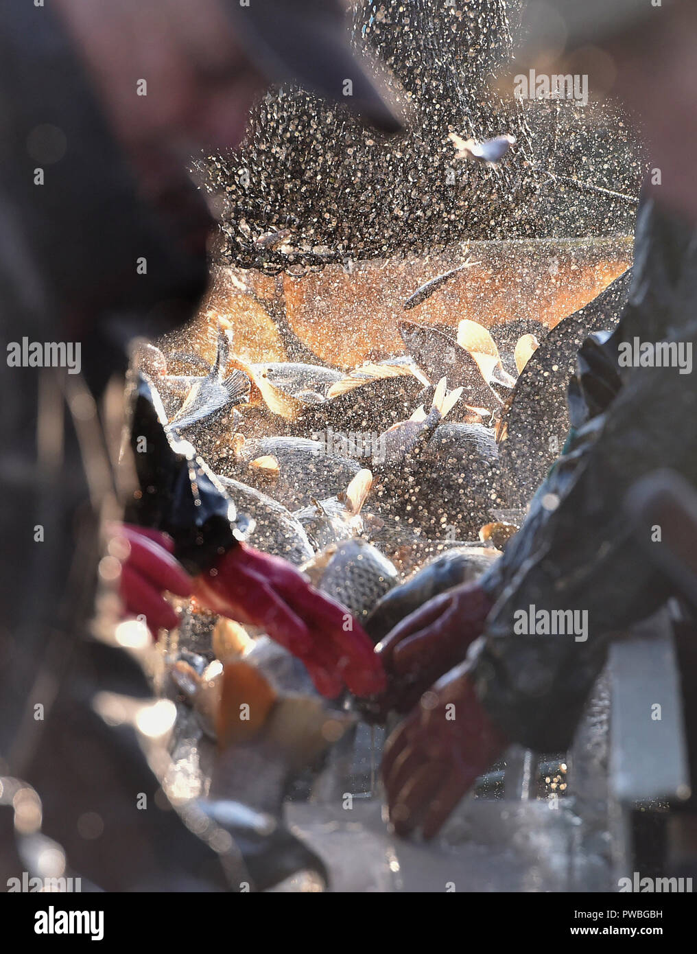 Nove veseli teich Fotos und Bildmaterial in hoher Auflösung Alamy