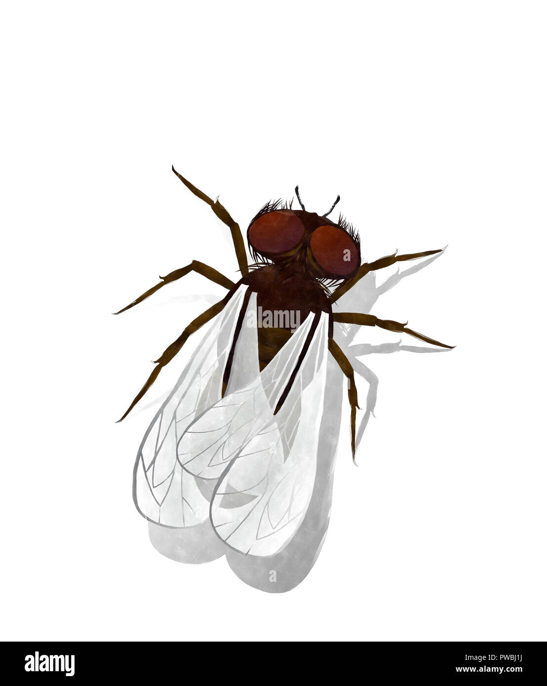 Aquarell Haus fliegen Abbildung auf weißem Hintergrund Stockfoto