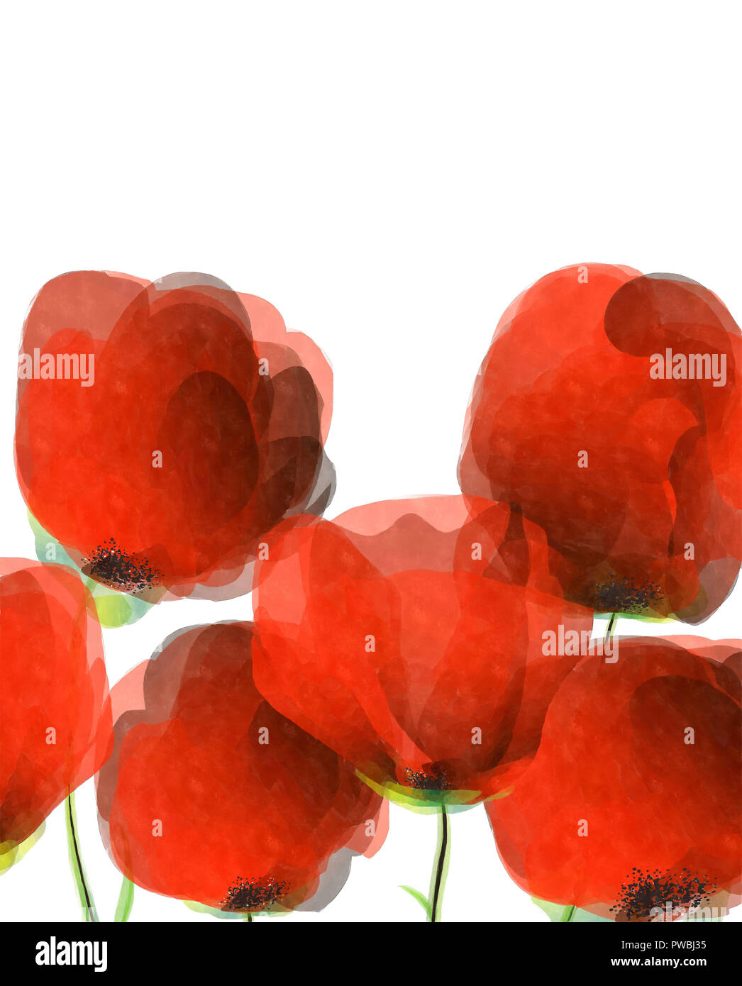 Aquarell roter Mohn auf weißem Hintergrund Stockfoto
