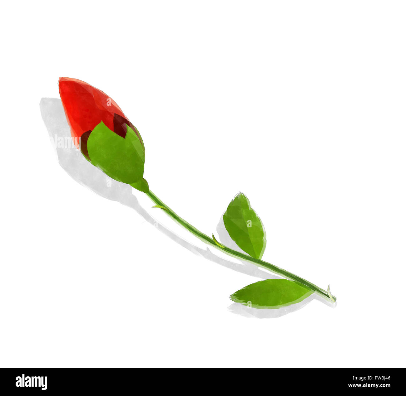 Watercolorred rose bud auf weißem Hintergrund Stockfoto