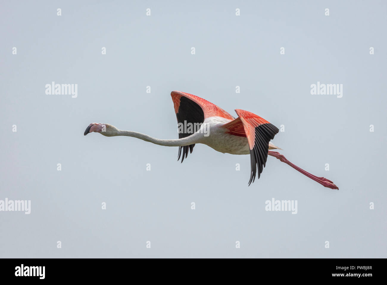 Ein Flamingo fliegt über die Camargue National Park, Frankreich Stockfoto