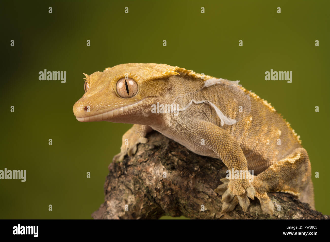 Crested Gecko (Correlophus wimpertierchen), eine Pflanzenart aus der Gattung der Gecko native zum südlichen Neukaledonien Stockfoto