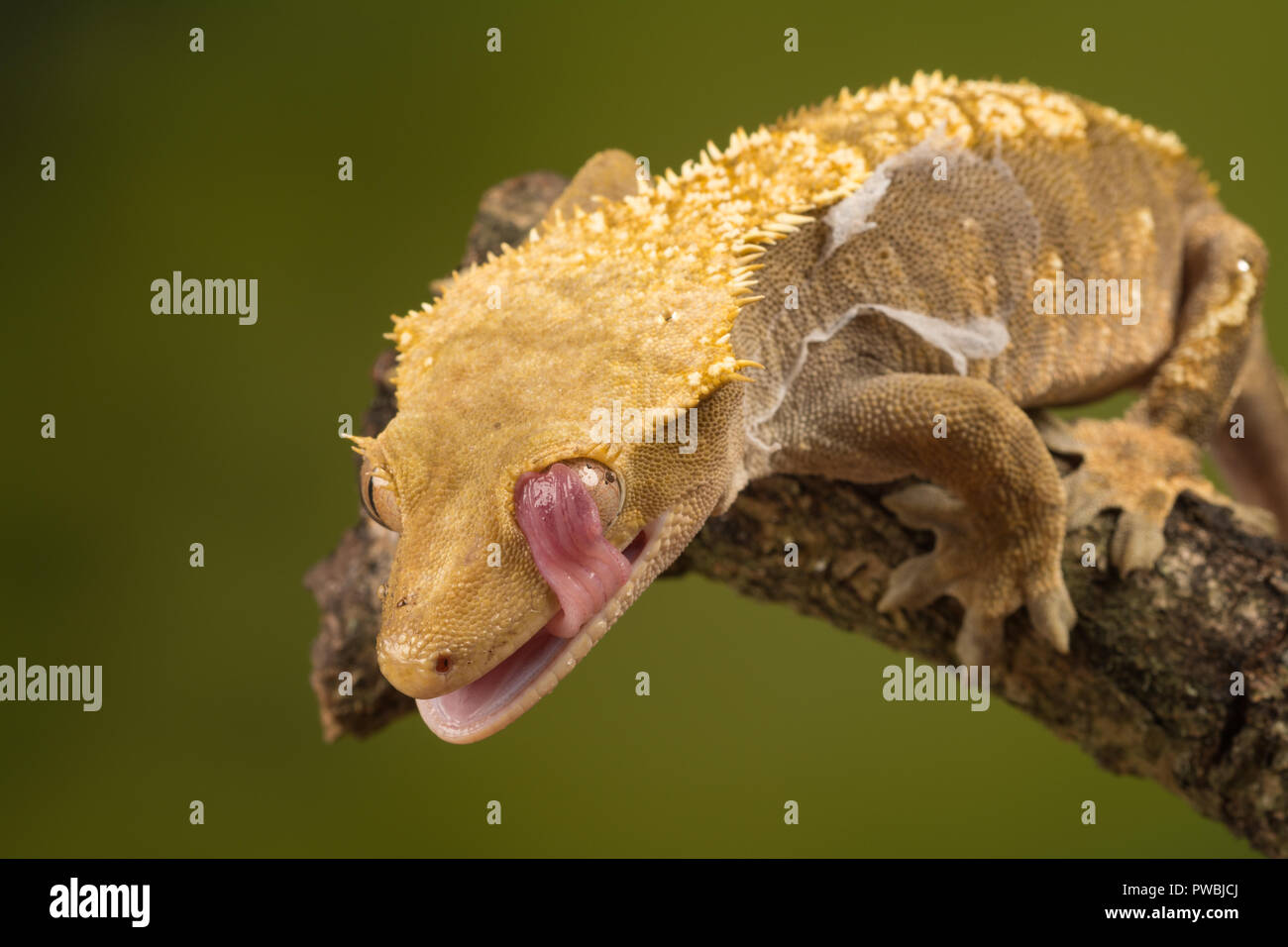 Crested Gecko (Correlophus wimpertierchen), eine Pflanzenart aus der Gattung der Gecko native zum südlichen Neukaledonien, mit seiner Zunge sein Auge zu reinigen. Tier Humor, Humor Stockfoto