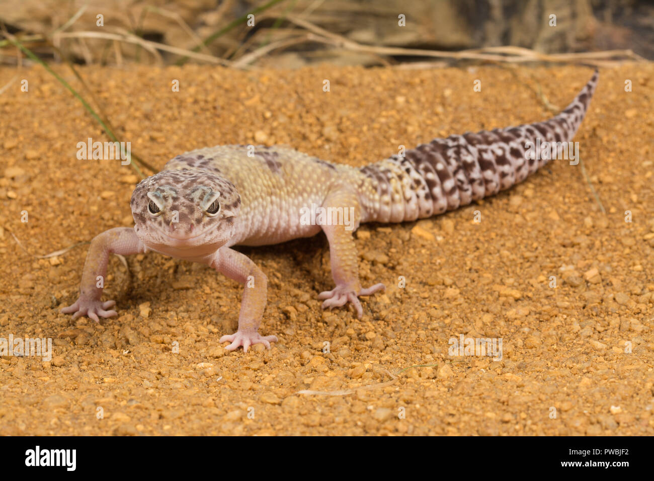 Leopard Gecko (Eublepharis macularius), einem asiatischen Eidechse Arten Stockfoto