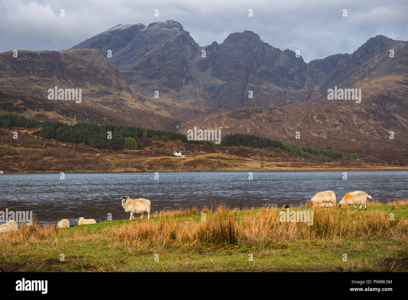 Schafe am Ufer des Loch Slapin in der Nähe von Elgol, bla bheinn im Hintergrund West Highlands, Isle of Skye, Schottland, Großbritannien Stockfoto