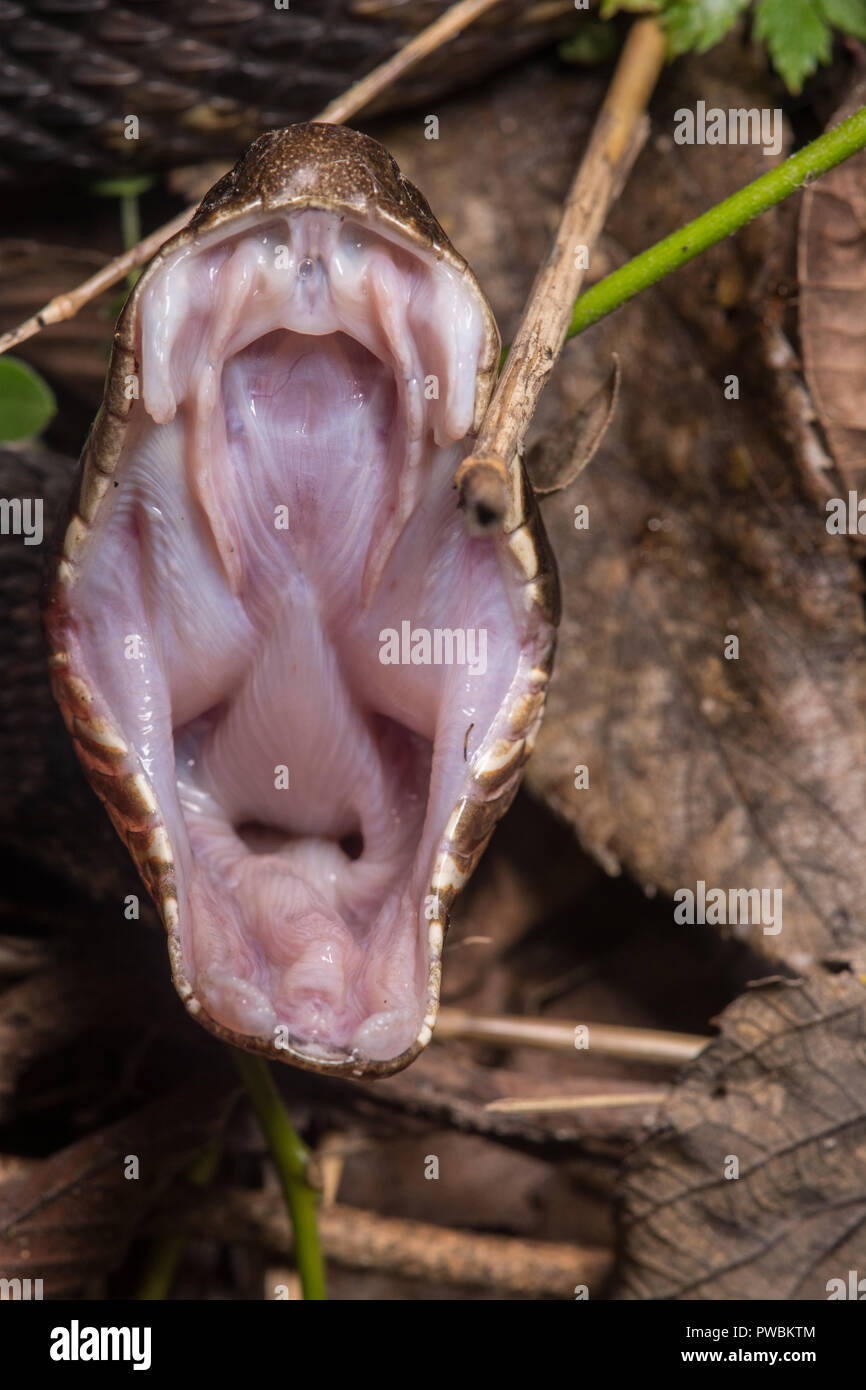 Baumwollmaul Stockfotos Und Bilder Kaufen Alamy