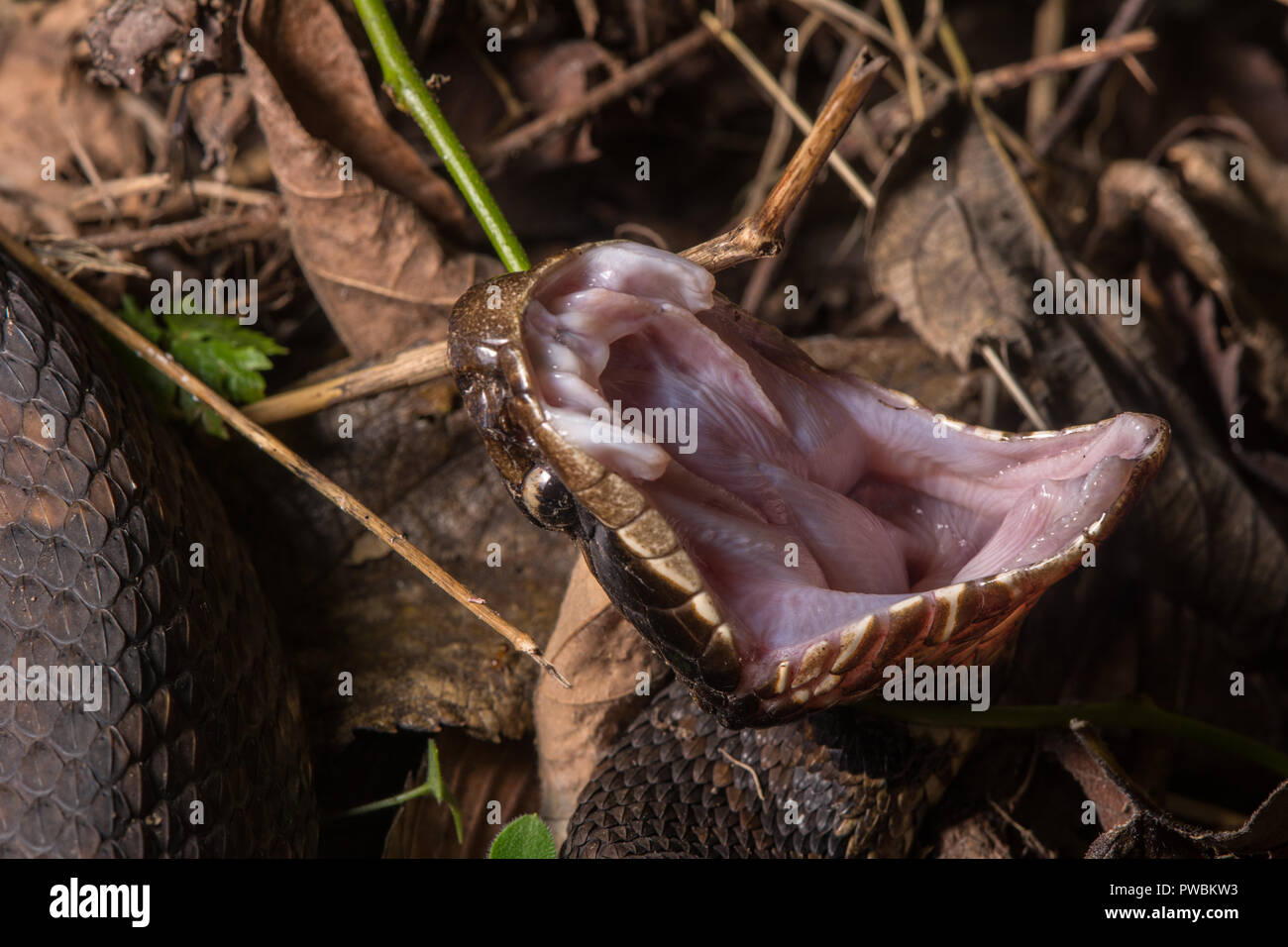 Eine defensive nach Western Cottonmouth (Leucostoma Agkistrodon piscivorous) klaffenden Mund auf der Schlange Straße im Union County, Illinois, USA. Stockfoto