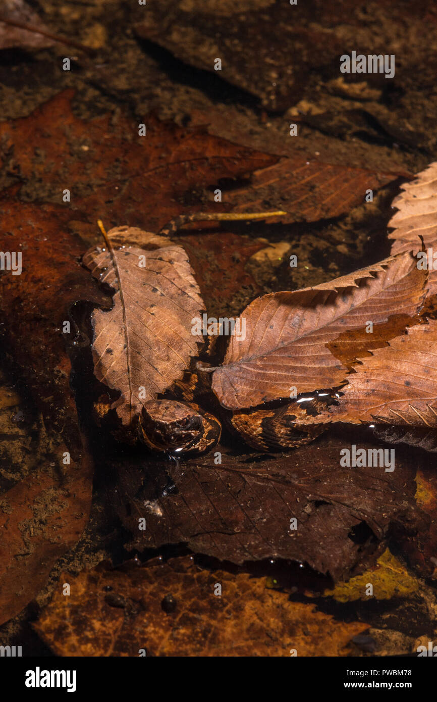 Ein Western Cottonmouth (Leucostoma Agkistrodon piscivorous) von Union County, Illinois, USA. Stockfoto