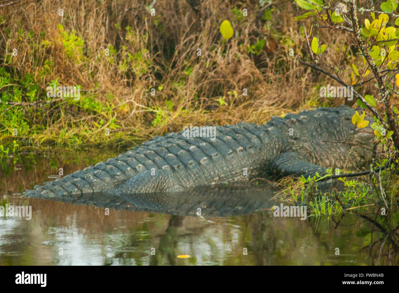 Alligator, Merritt Island, Florida Stockfoto