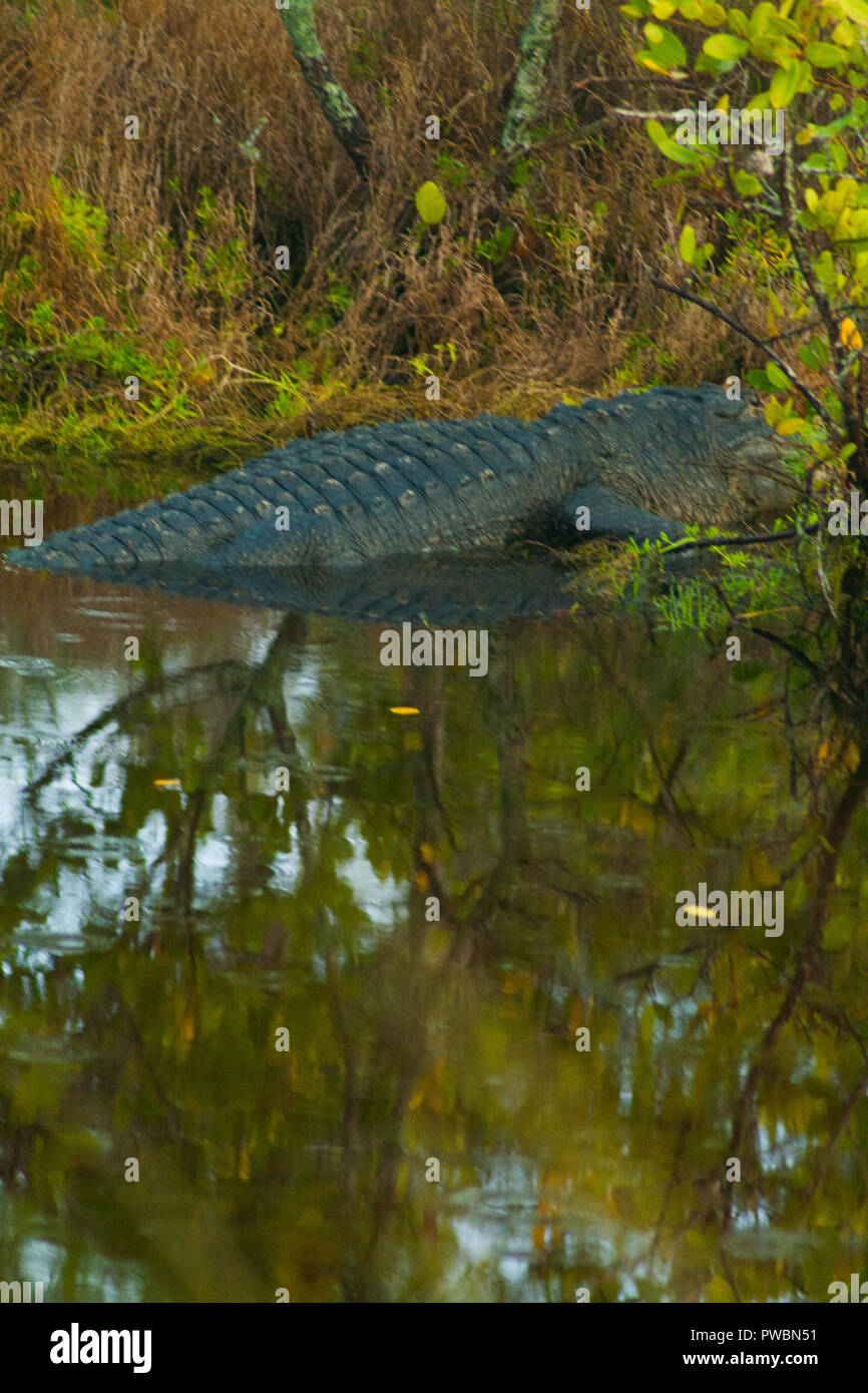 Alligator, Merritt Island, Florida Stockfoto