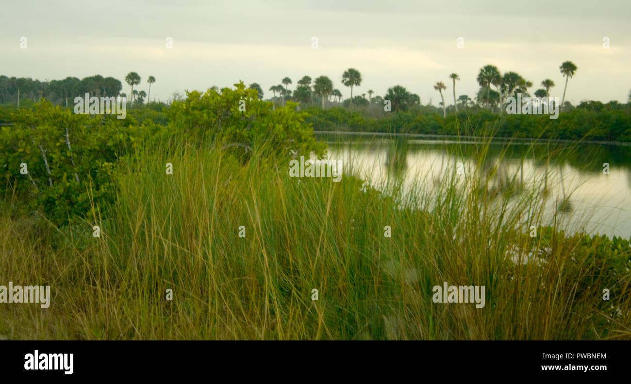 Teich, Merritt Island, Florida Stockfoto