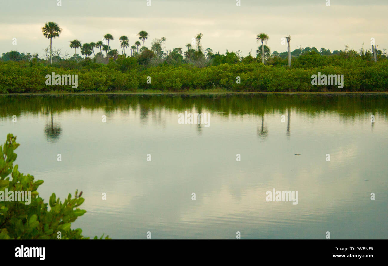 Teich, Merritt Island, Florida Stockfoto