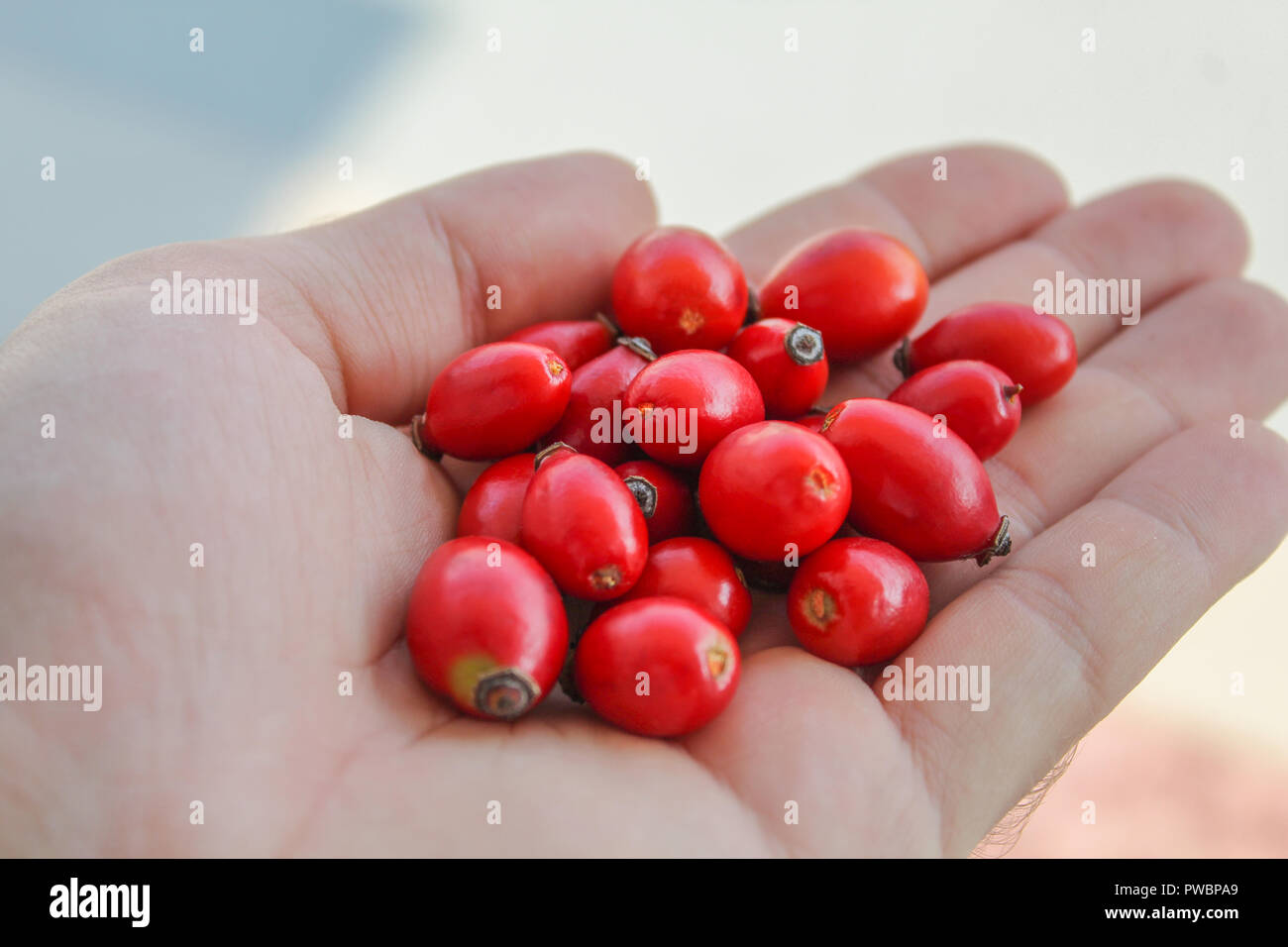 Mann mit roten Hagebutten in seiner Hand. Dog Rose berry Schließen halten Sie wilde Früchte Stockfoto