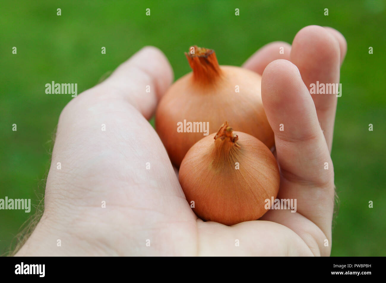 Person mit zwei frischen Zwiebeln in der Hand. Bio Gemüse auf grünem Hintergrund Stockfoto