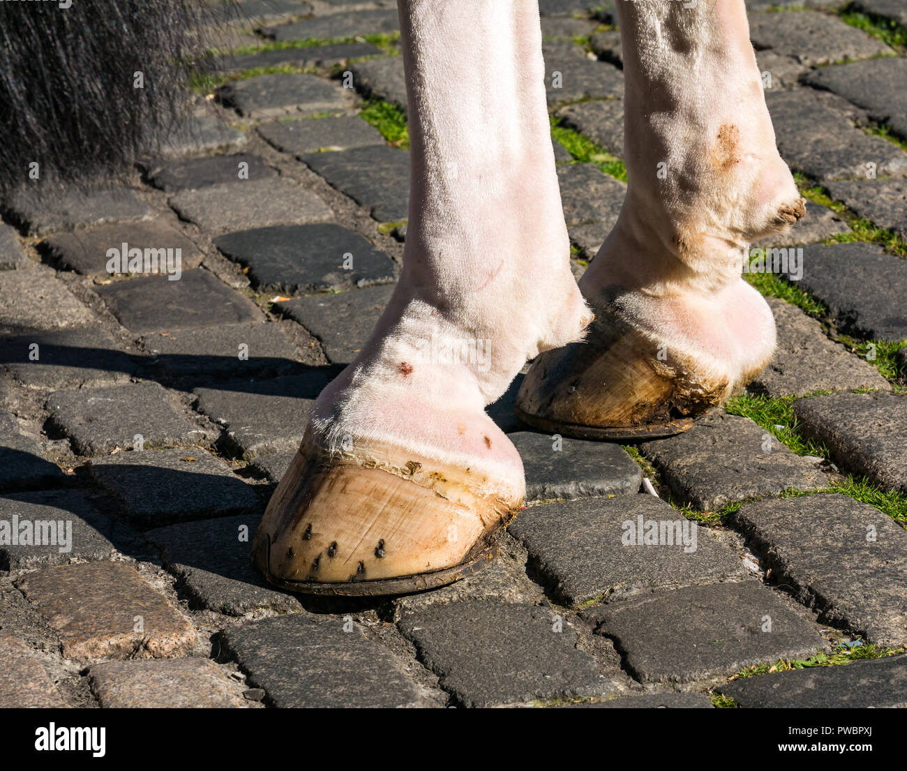 Nahaufnahme von Pferd Hufe auf Kopfsteinpflaster, Royal Mile, Edinburgh, Schottland, Großbritannien Stockfoto