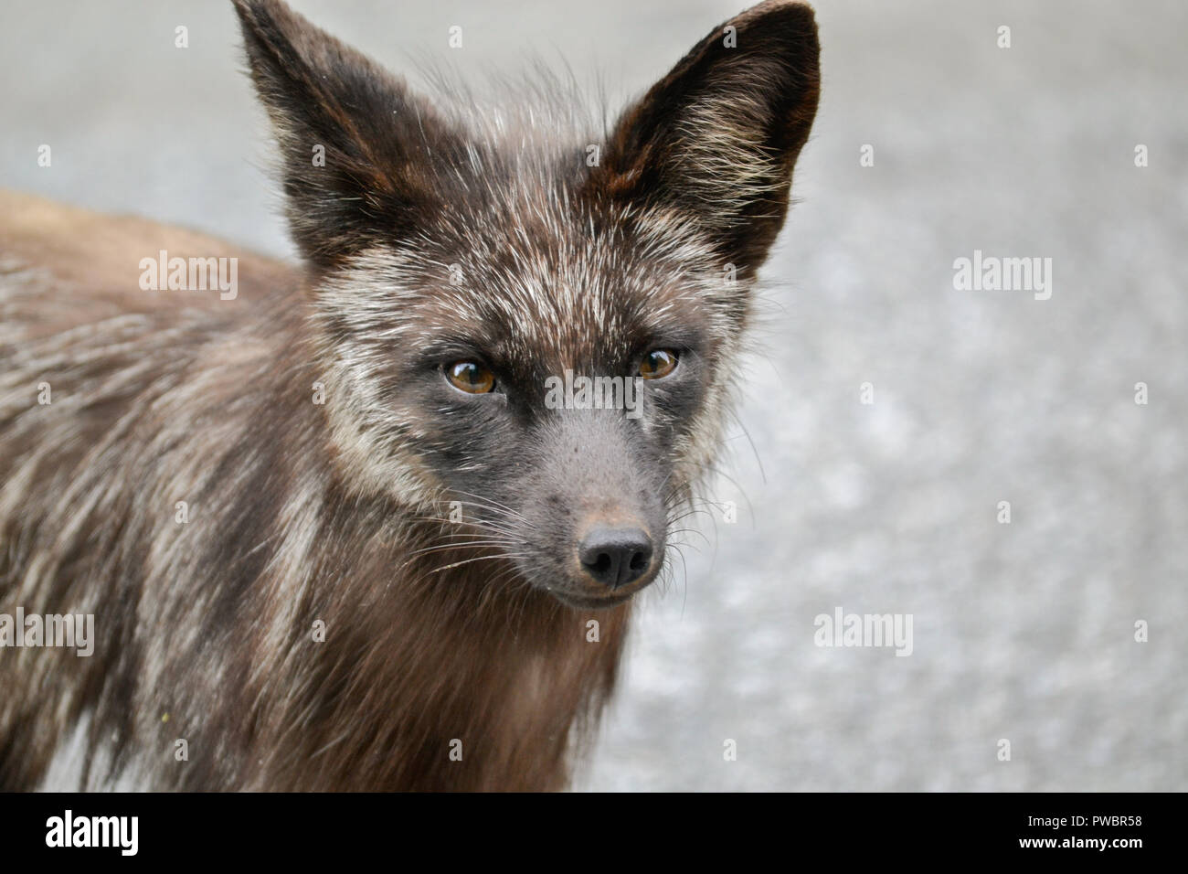 Neugierig Fox Stockfoto