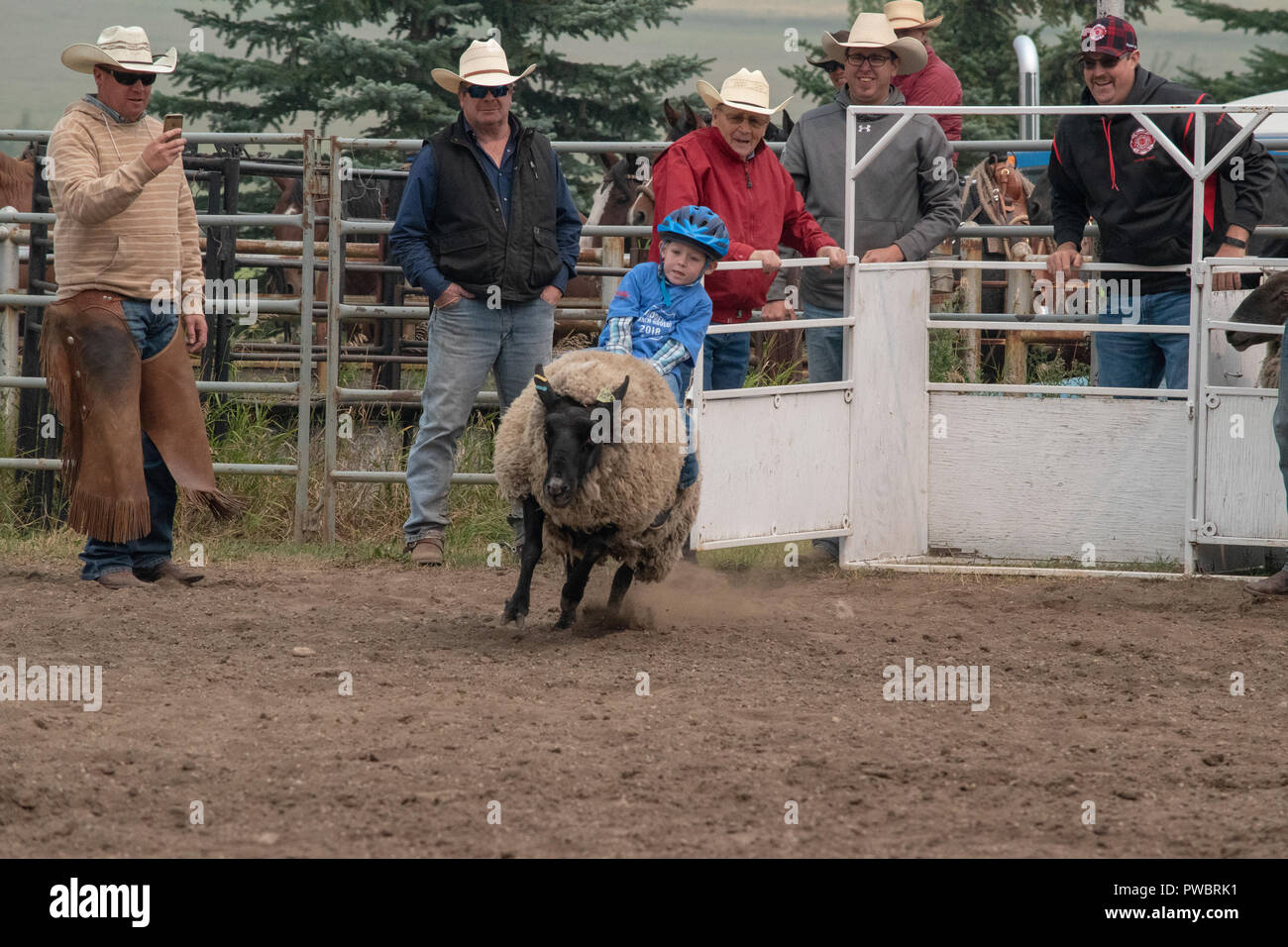 Kinder Nehmen Am Hammelabstochen / Schafreiten Wettbewerb Im Madden Ag  Society Ranch Rodeo In Madden, Alberta, Kanada Teil Stockfotografie - Alamy