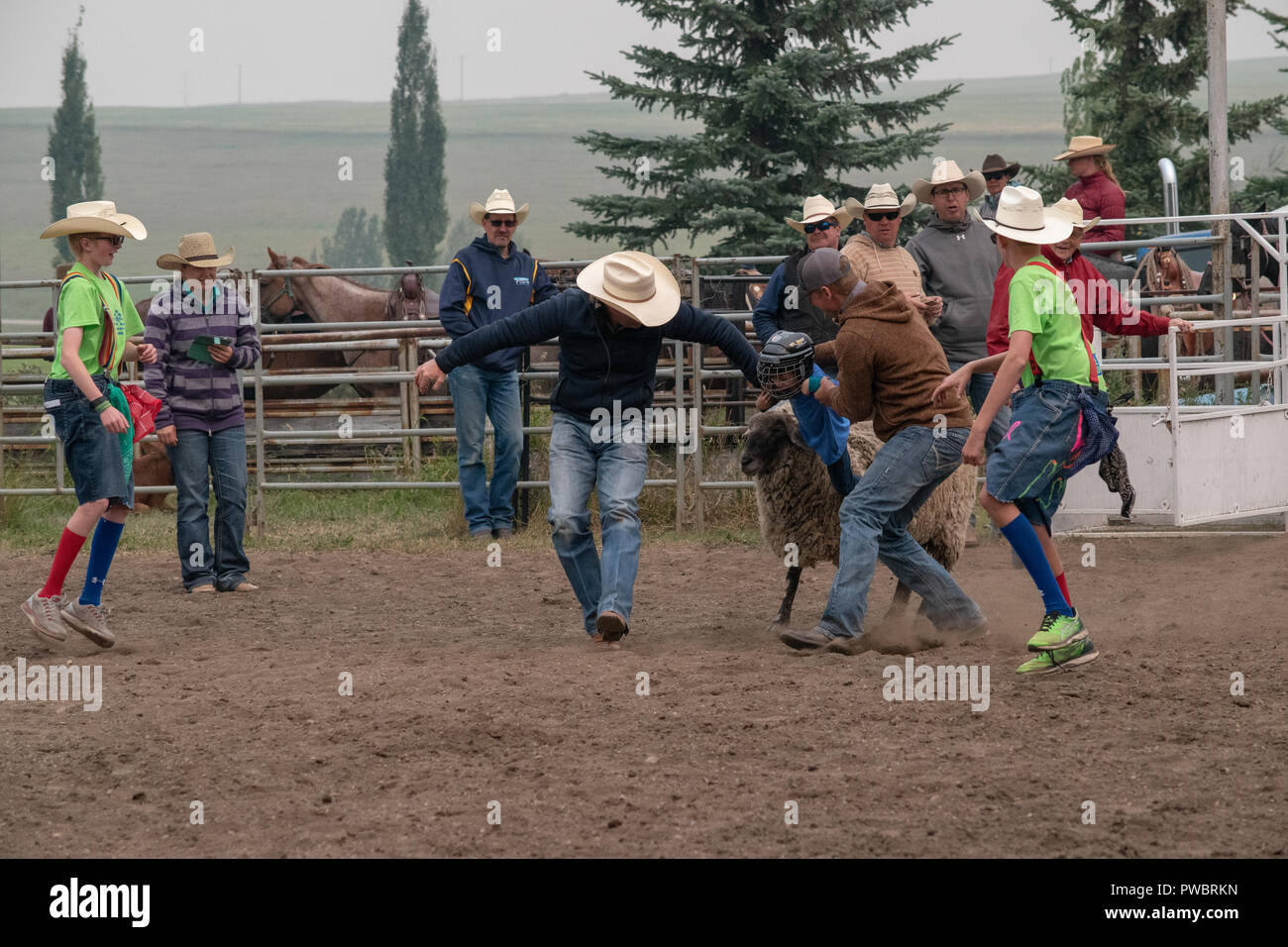 Kinder Nehmen Am Hammelabstochen / Schafreiten Wettbewerb Im Madden Ag  Society Ranch Rodeo In Madden, Alberta, Kanada Teil Stockfotografie - Alamy