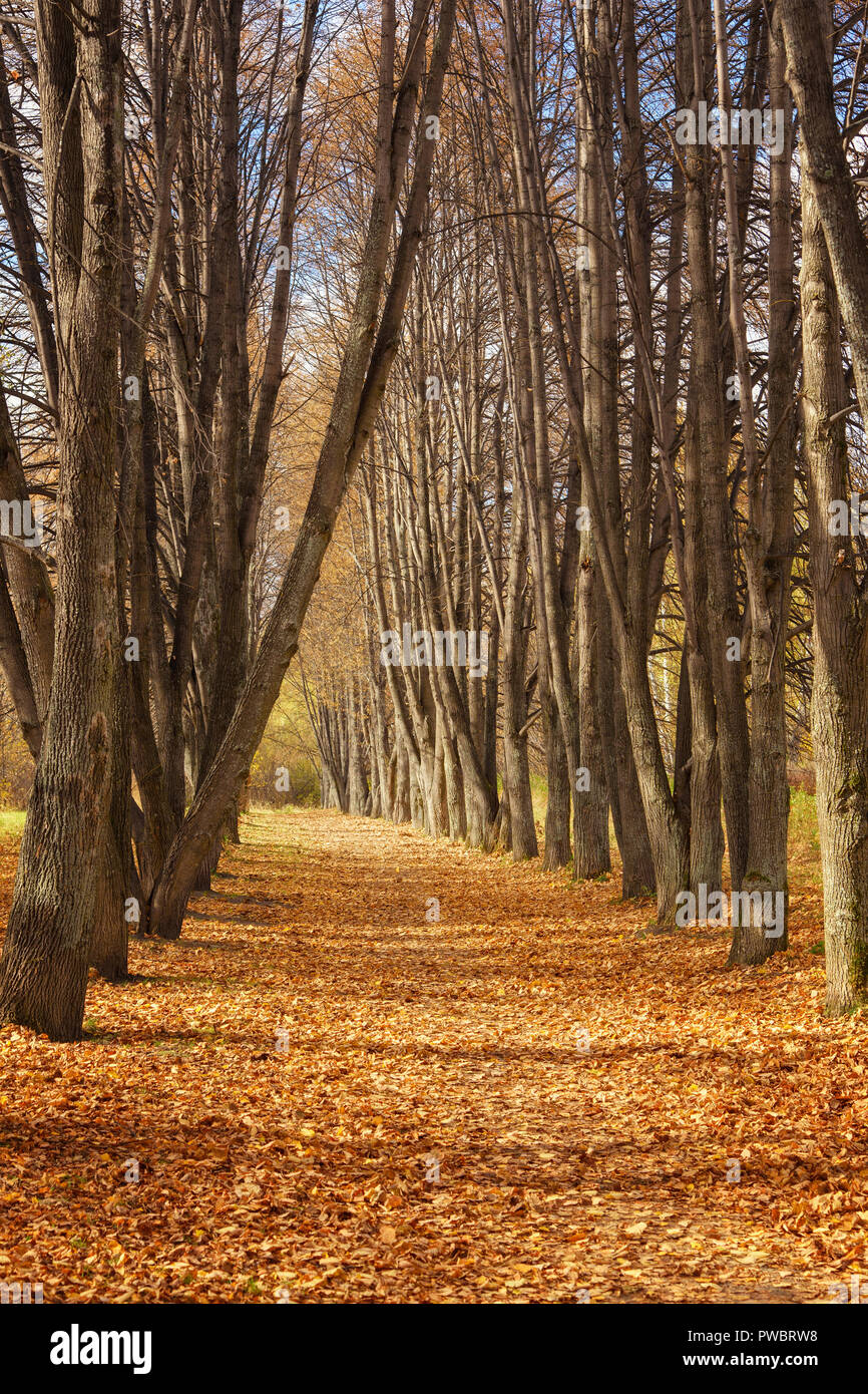Herbst Landschaften: Schöne Herbst ländlichen Lane in Hohe Pappel Wald Stockfoto