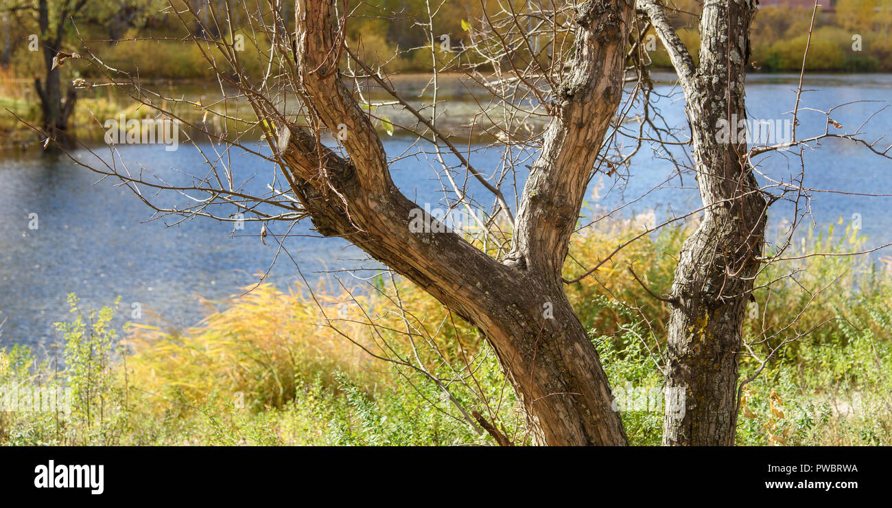 Herbst Landschaft: Alte und trockenen Baumstamm am Ufer im Herbst Sonniger Tag Stockfoto