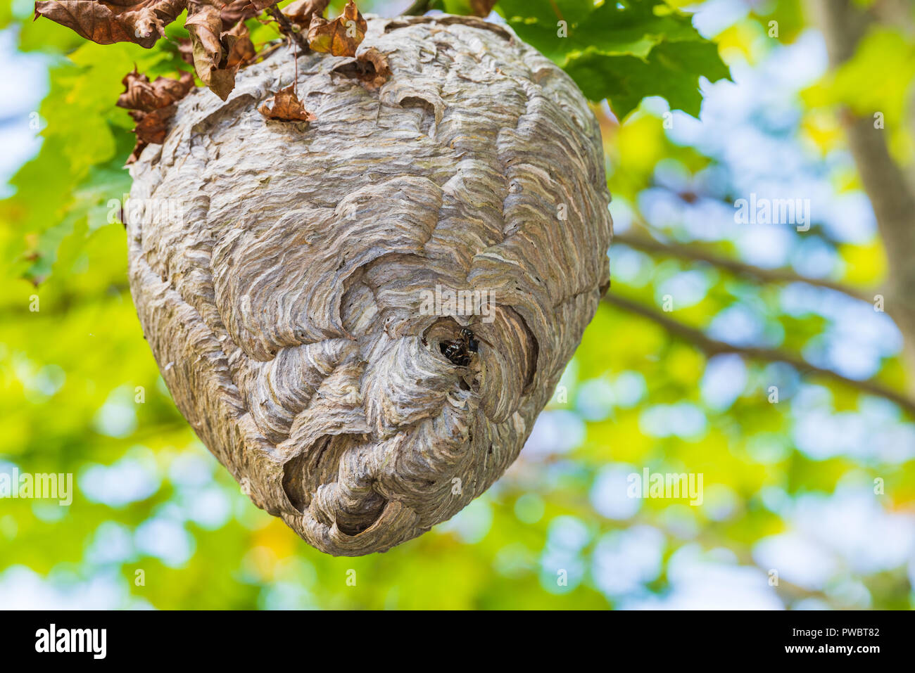 Ein Bienenstock oder Wespennest, die zu den schwarzen und weißen Papier wasp Wie der Glatzköpfige konfrontiert Hornet bekannt ist oft hängen hoch oben in den Zweigen der undis Stockfoto