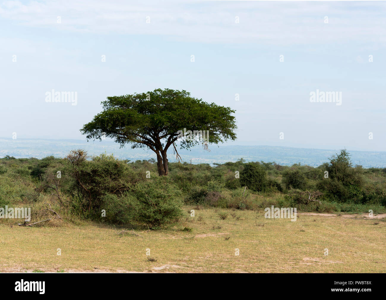 Savanne bei Murchison Falls National Park Safari finden in Uganda - die Perle Afrikas Stockfoto