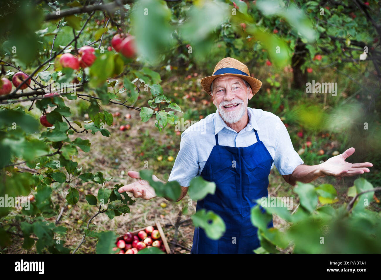 Ein älterer Mann mit Hut stehend in Apple Orchard im Herbst, bis die Arme zu werfen. Stockfoto