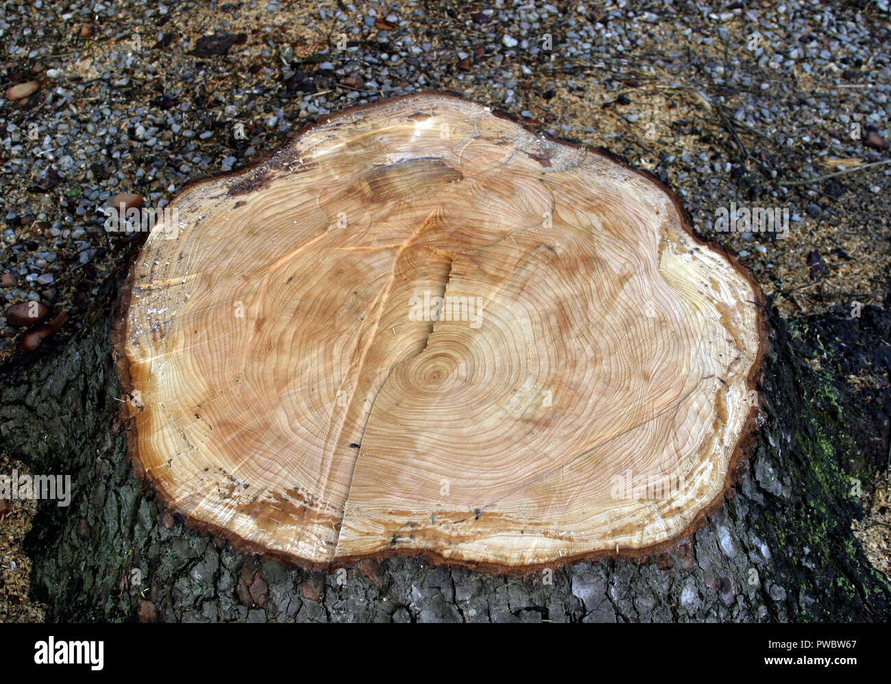 Sie können das Alter eines Baumes erzählen durch die Ringe, die nach dem Sägen der Stamm in zwei gesehen werden. Stockfoto